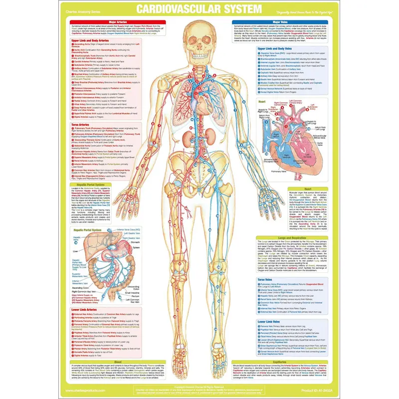Cardiovascular System Anatomy Wall Chart Poster - Chartex Ltd.