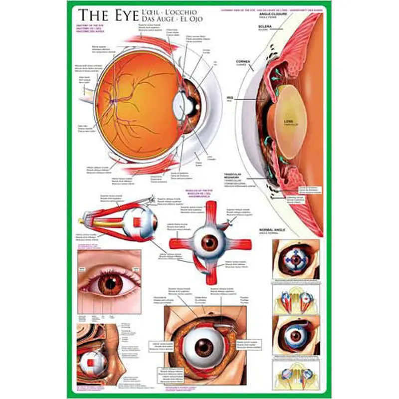 Anatomy of The Human Eye Wall Chart Poster - Eurographics Inc.
